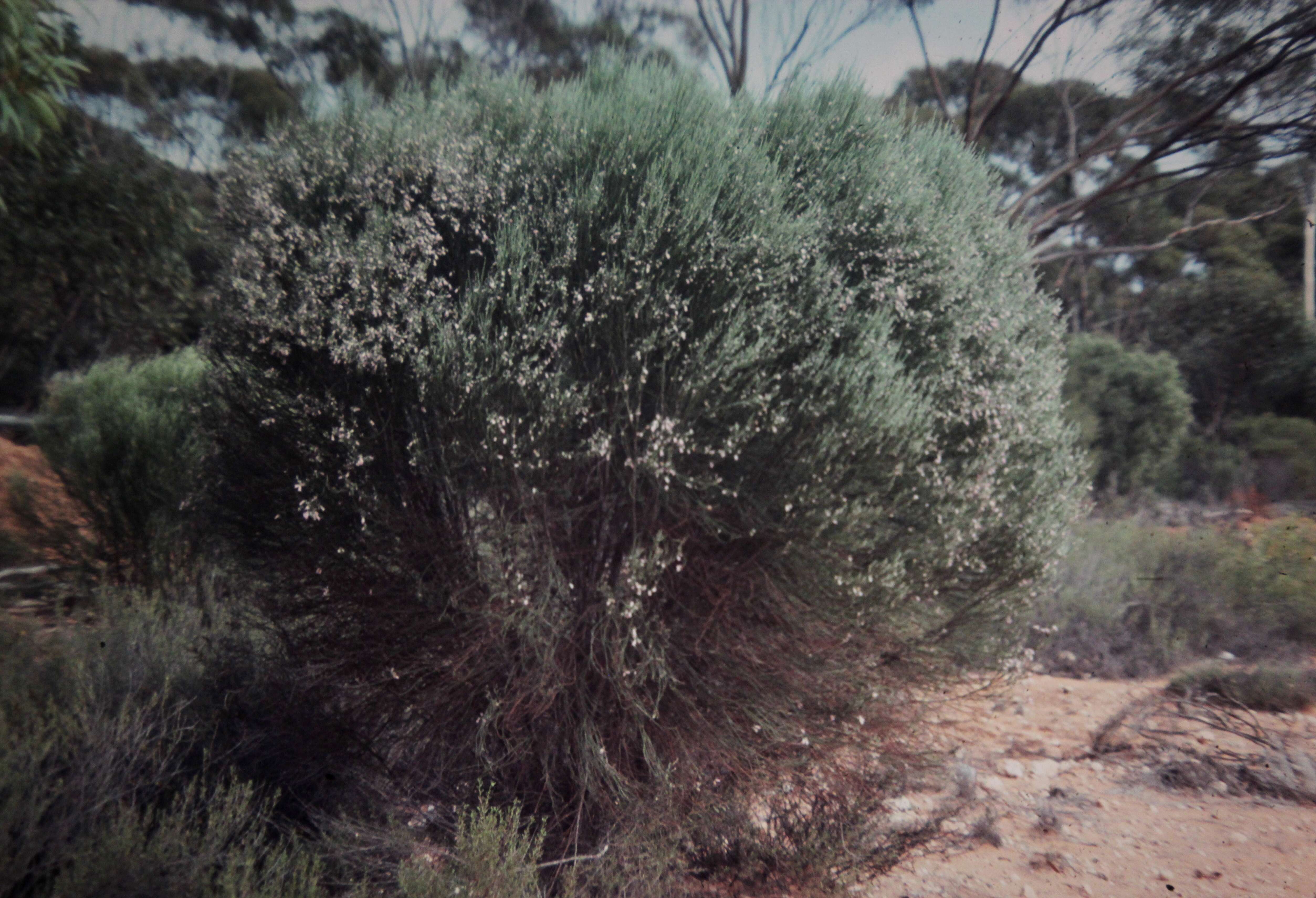 Image of Eremophila dichroantha Diels