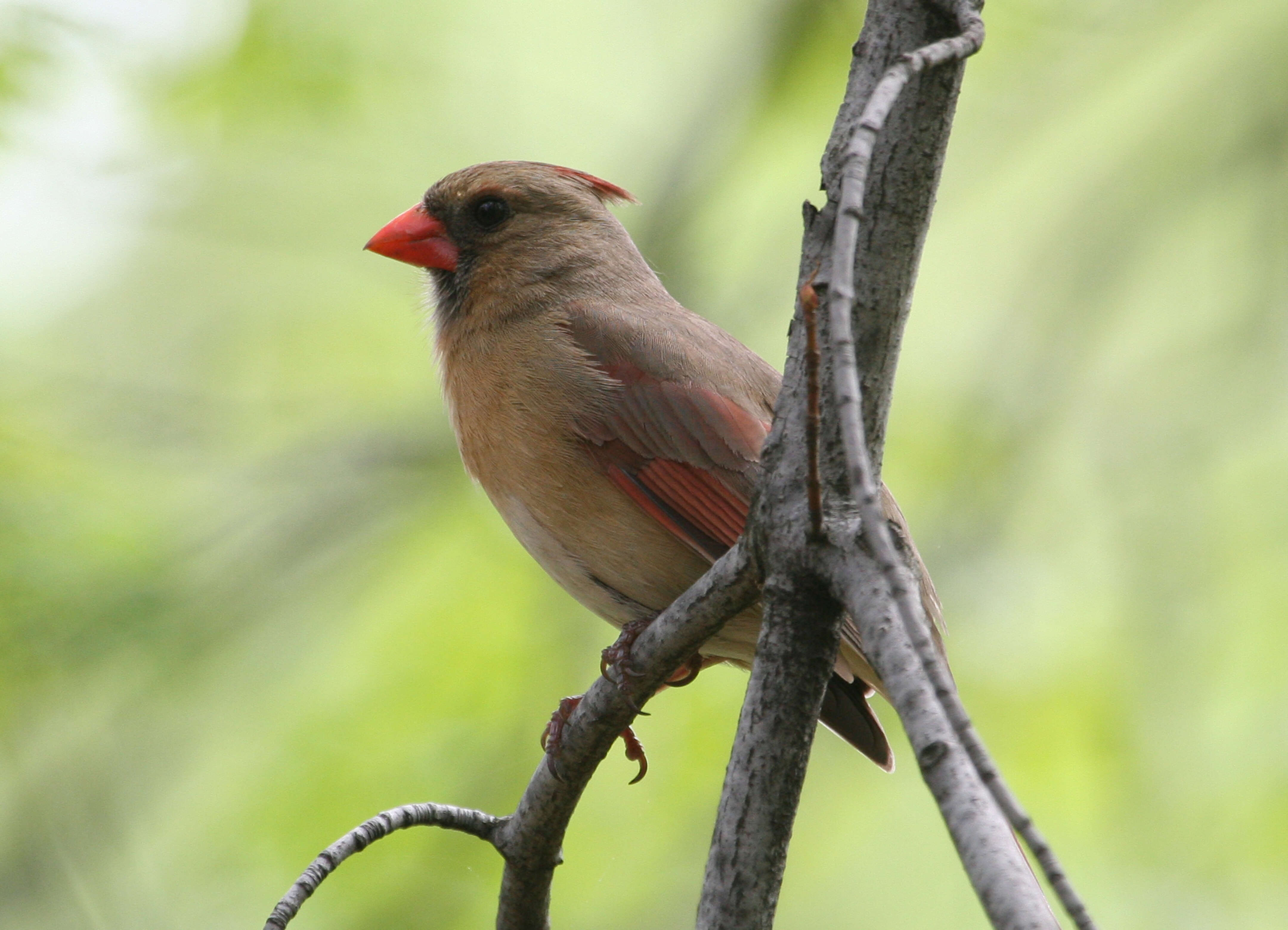 Image of Cardinalis Bonaparte 1838