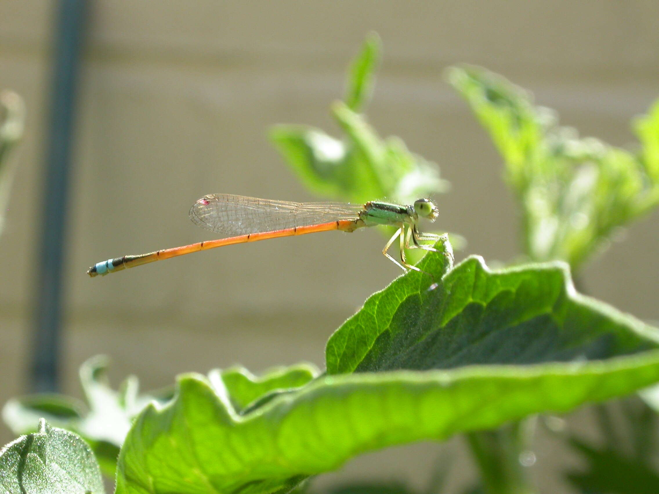 Image of forktail