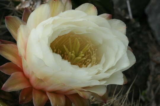 Echinopsis bridgesii subsp. vallegrandensis (Cárdenas) M. Lowry resmi