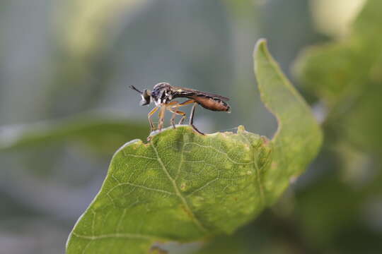 Image of Dioctria rufipes (Scopoli 1763)