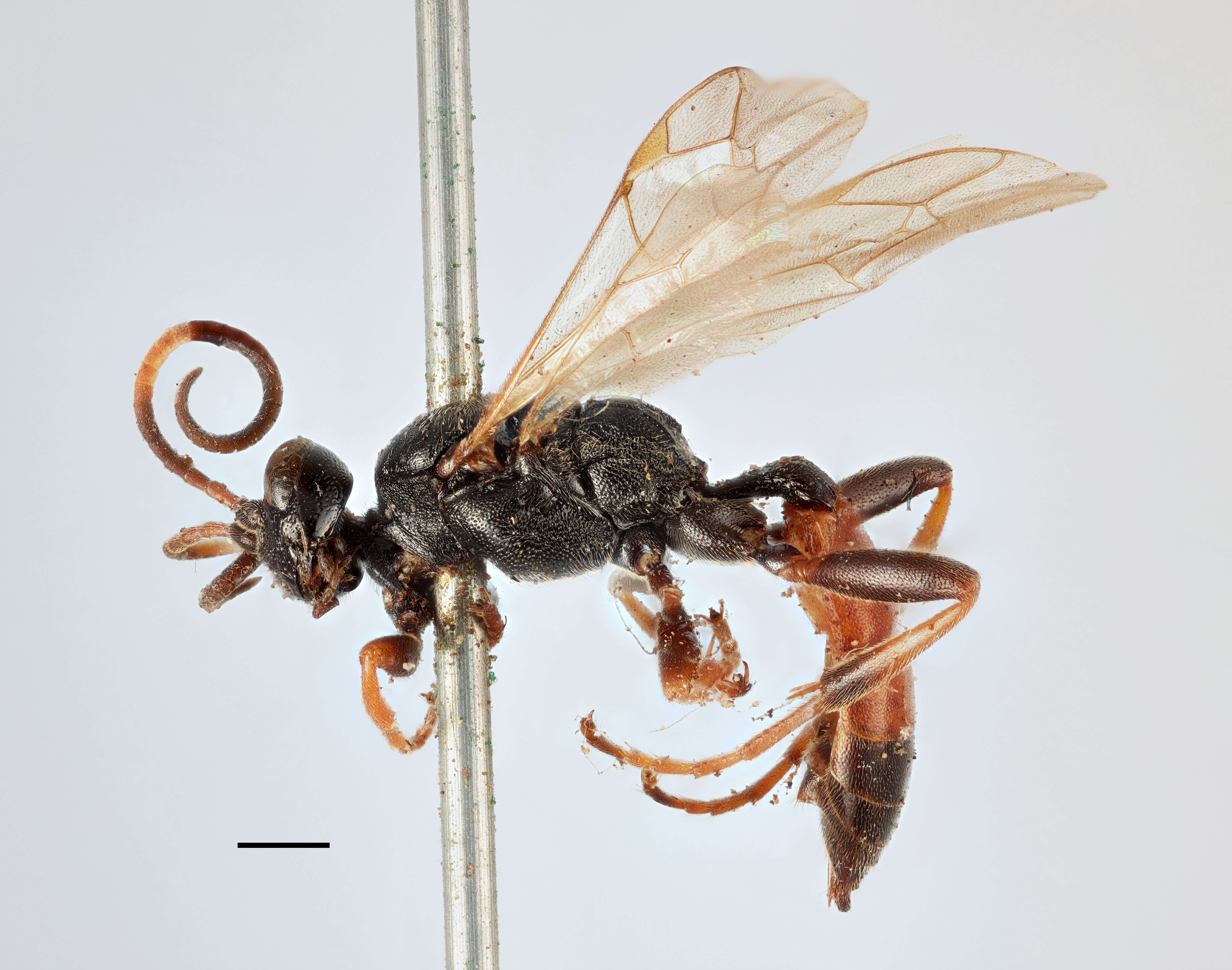 Image of Ichneumon