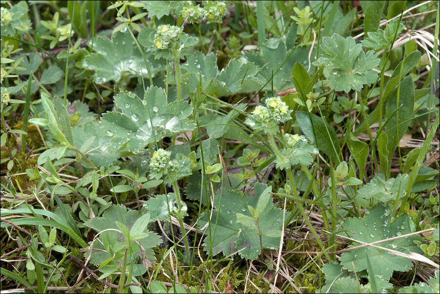 صورة Alchemilla glaucescens Wallr.