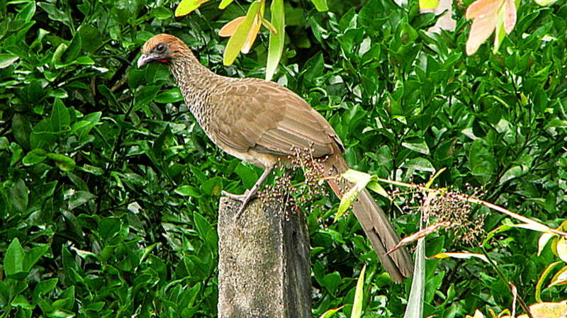 Image of Speckled Chachalaca