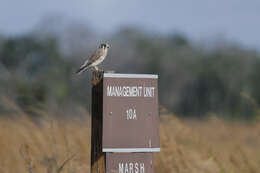 Image of American Kestrel