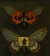 Image of Acraea ranavalona Boisduval 1833