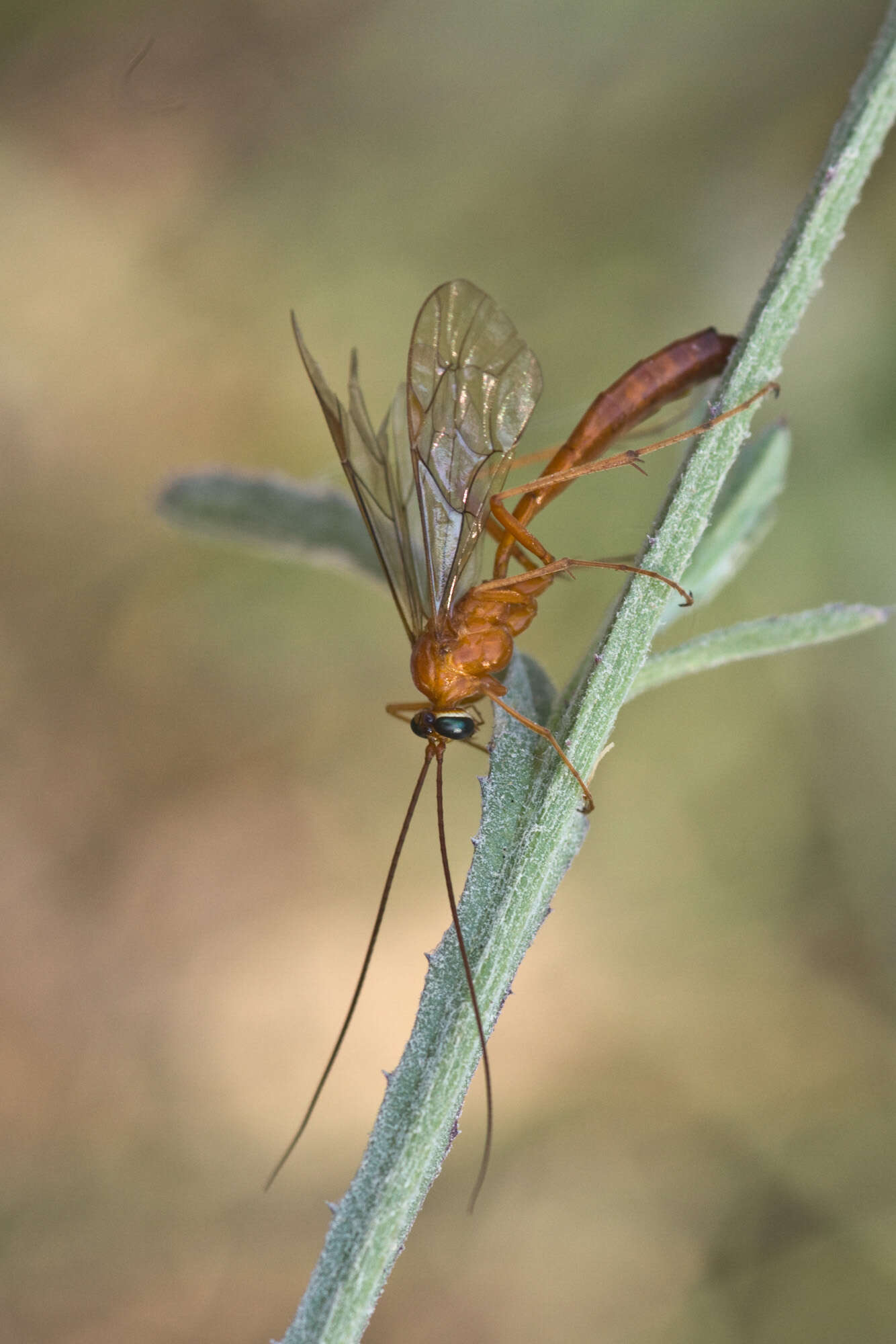 Image of Braconids and Ichneumons