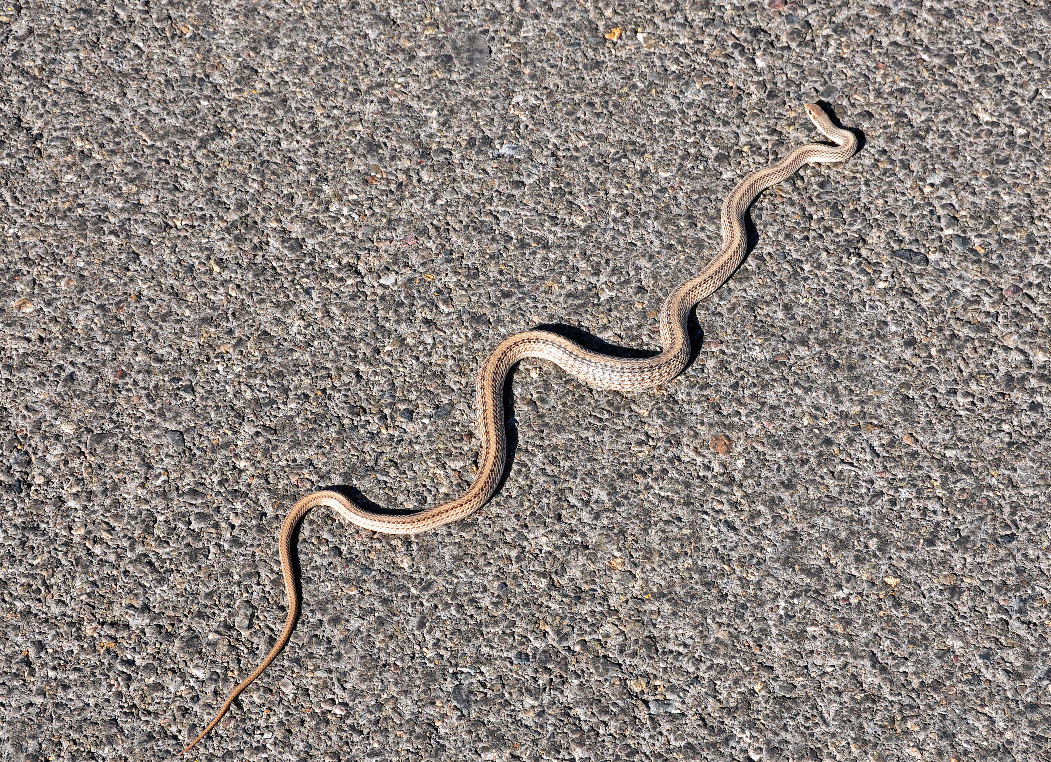 Image of Western Patch-nosed Snake