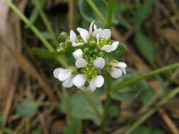 Image of scurvygrass