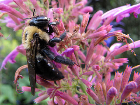 Image of Eastern Carpenter Bee