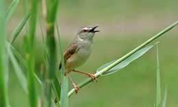 Image of Prinia Horsfield 1821