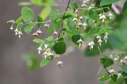 Vaccinium stamineum L.的圖片