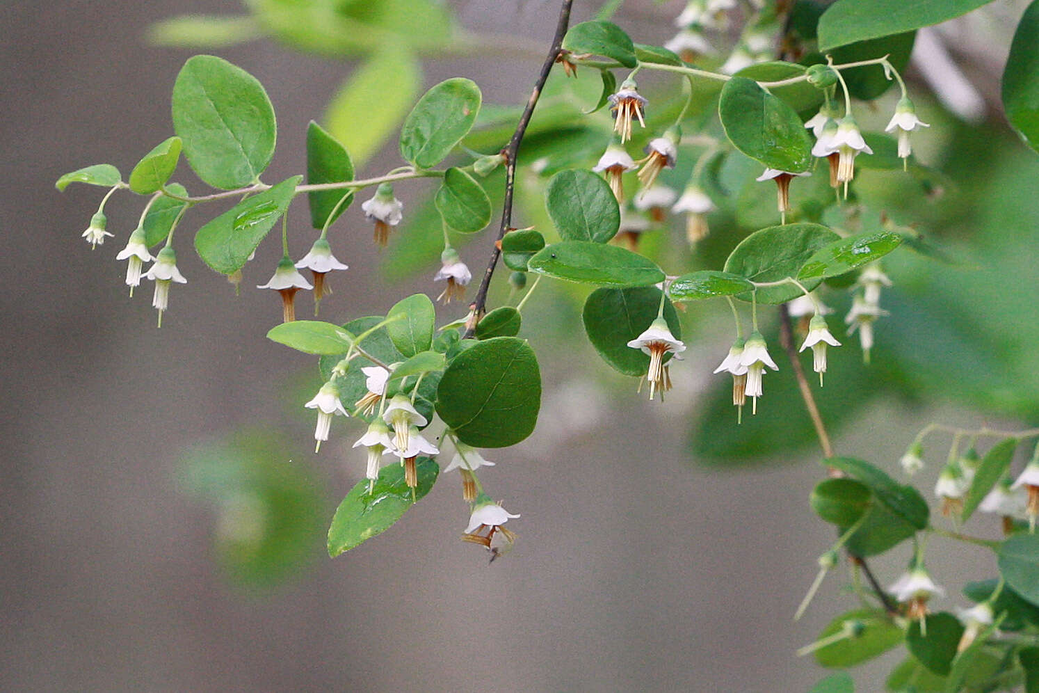 Vaccinium stamineum L.的圖片