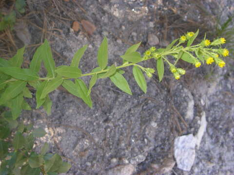 Image of Wright's goldenrod