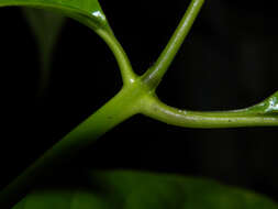 صورة Palicourea acuminata (Benth.) Borhidi