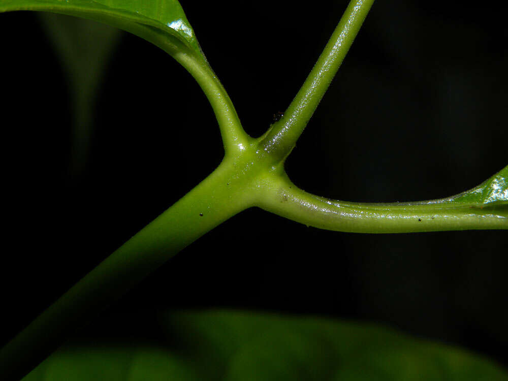 صورة Palicourea acuminata (Benth.) Borhidi