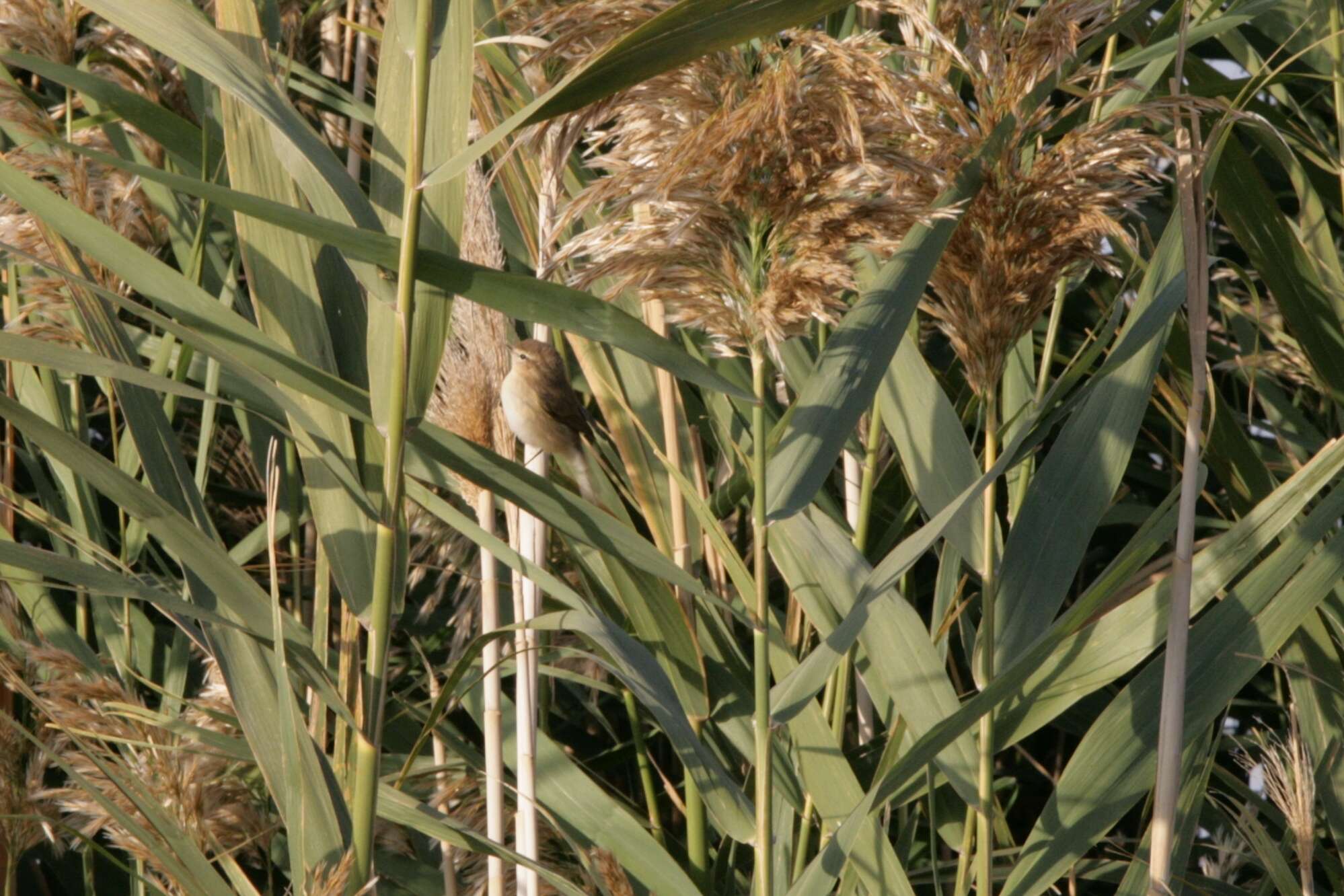 Image of Mountain Chiffchaff