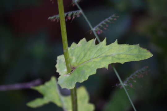 Image of Gynura amplexicaulis Oliv. & Hiern