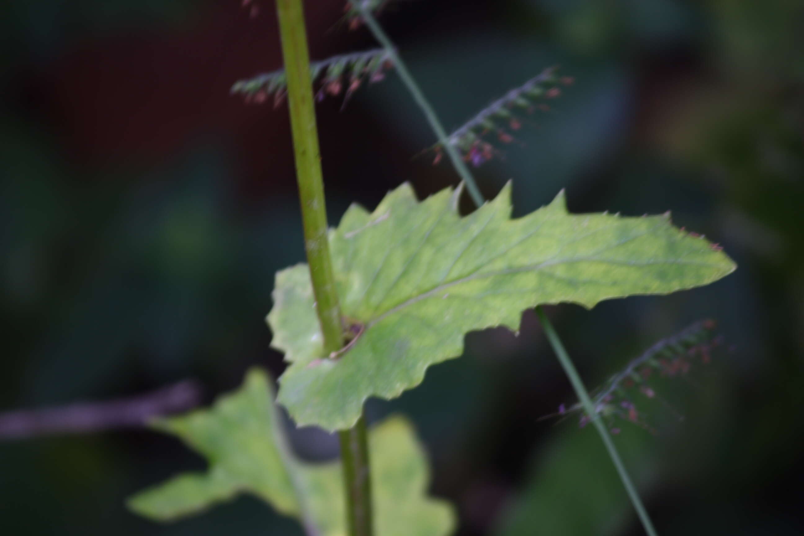 Plancia ëd Gynura amplexicaulis Oliv. & Hiern