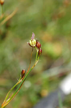 Juncus gerardii Loisel. resmi