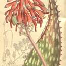 Image of Aloe lateritia var. lateritia