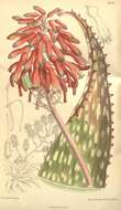 Image of Aloe lateritia Engl.