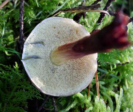 Image of Xerocomellus pruinatus (Fr. & Hök) Šutara 2008