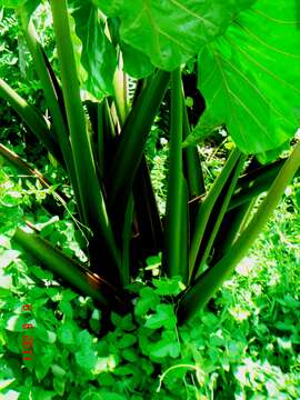 Image of giant taro