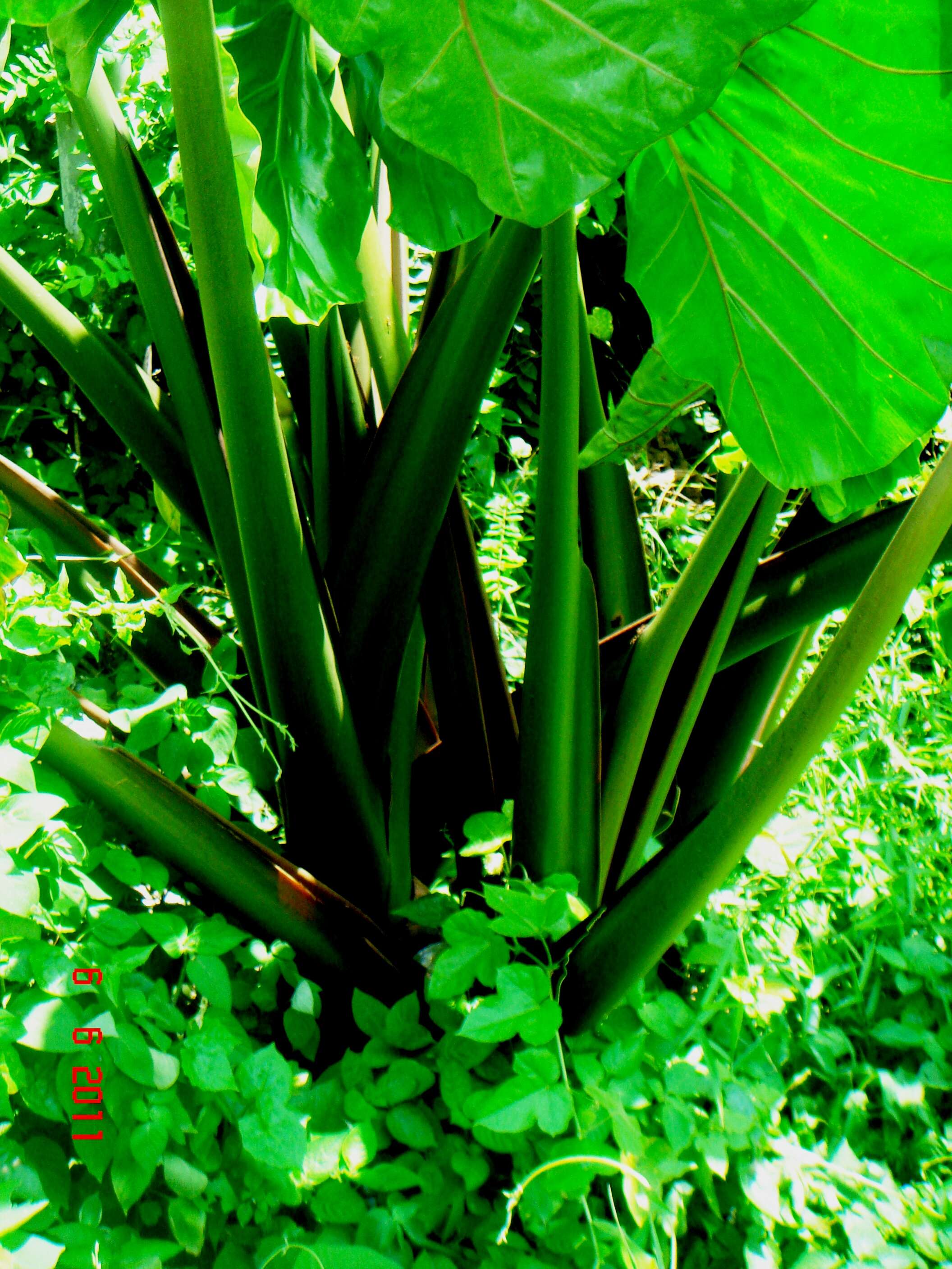 Imagem de Alocasia macrorrhizos (L.) G. Don