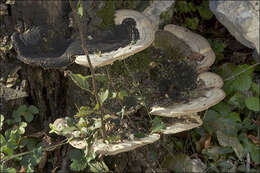 Image of Trametes