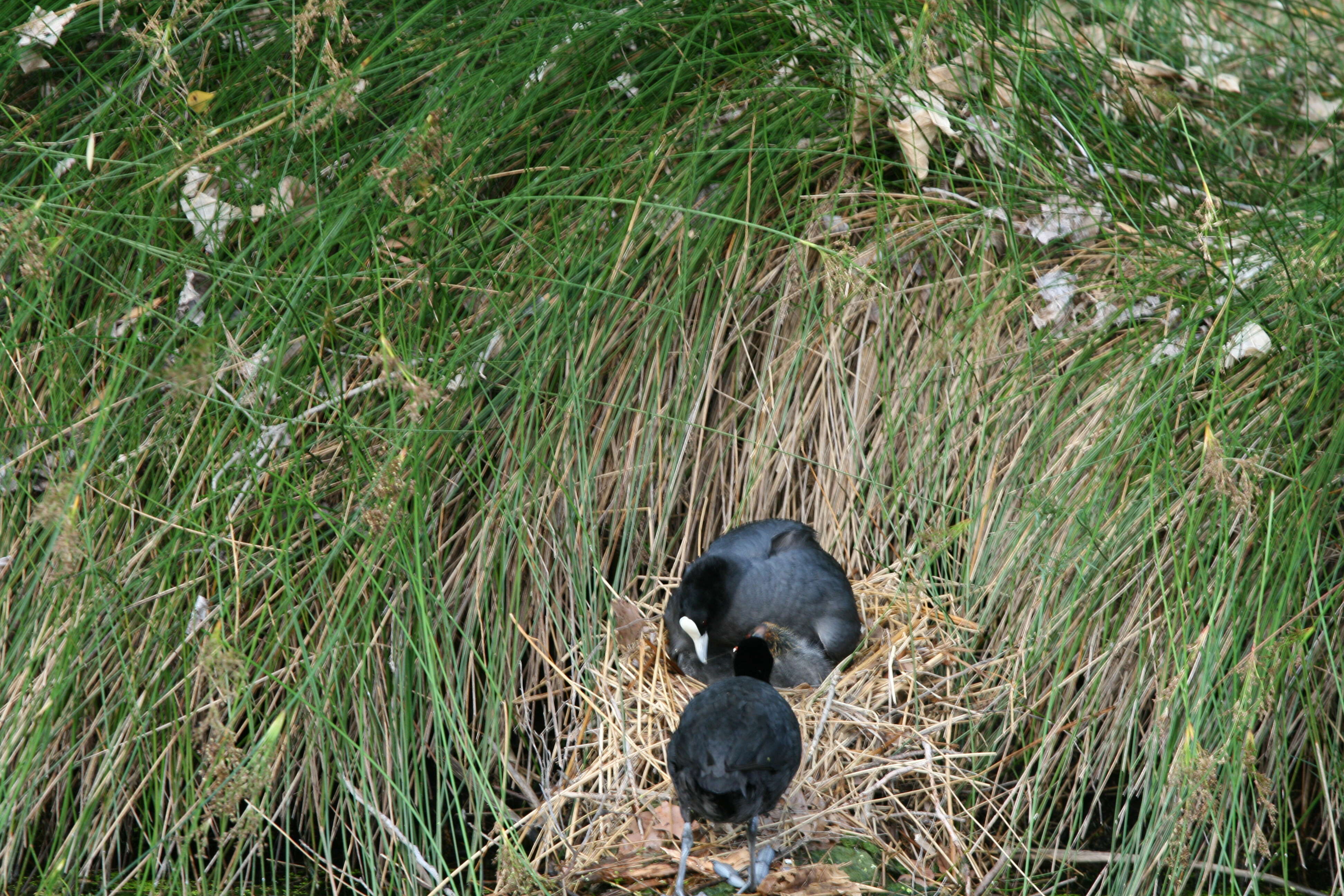 Image of Common Coot