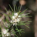 Image of Bushy needlebush