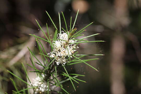 Image of Bushy needlebush