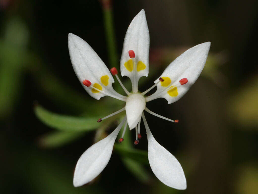 Image of Michaux's Pseudosaxifrage