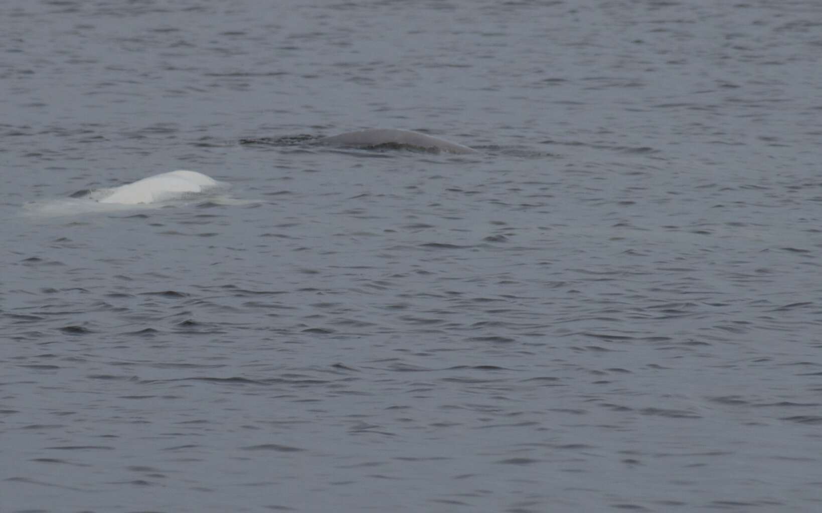 Image of beluga