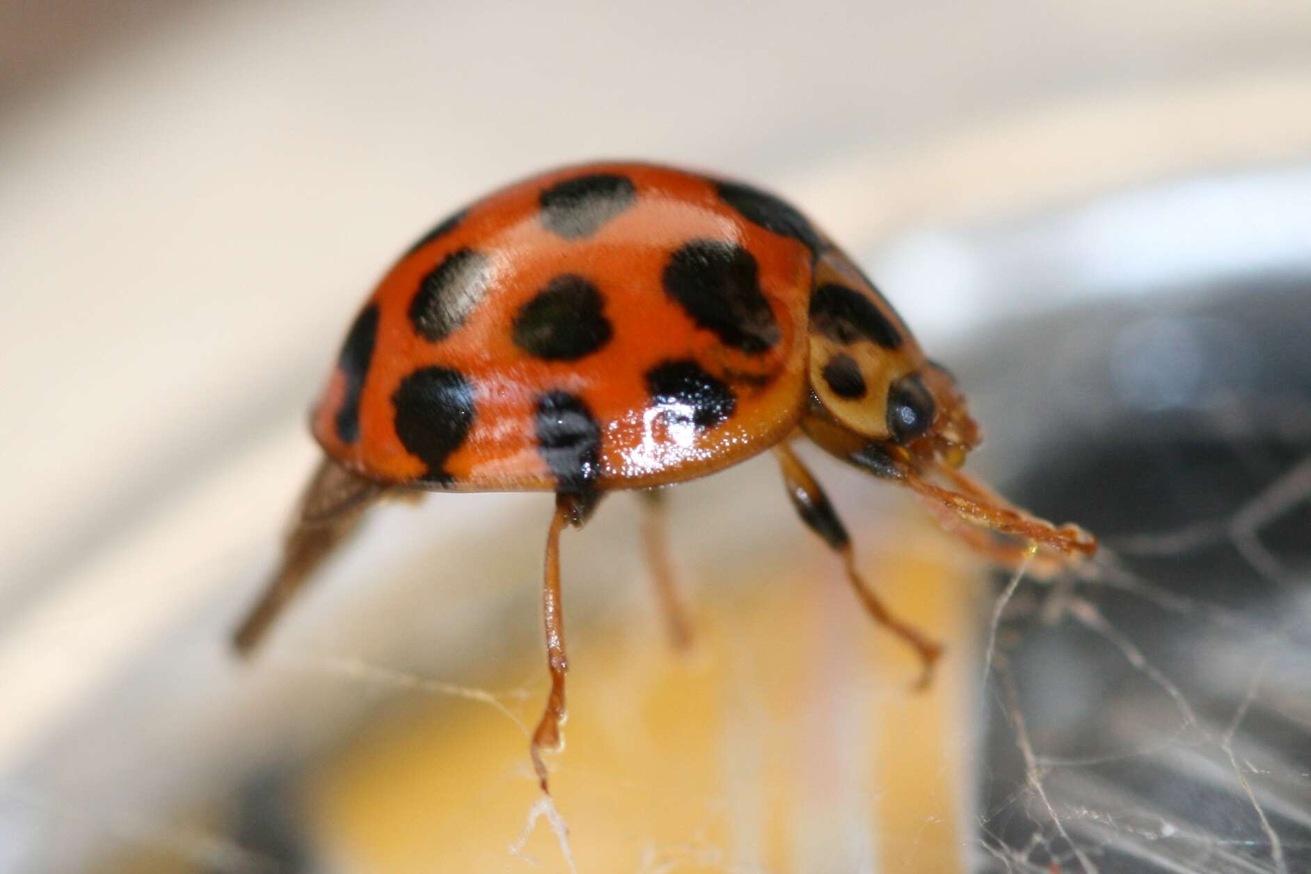 Слика од Harmonia conformis (Boisduval 1835)