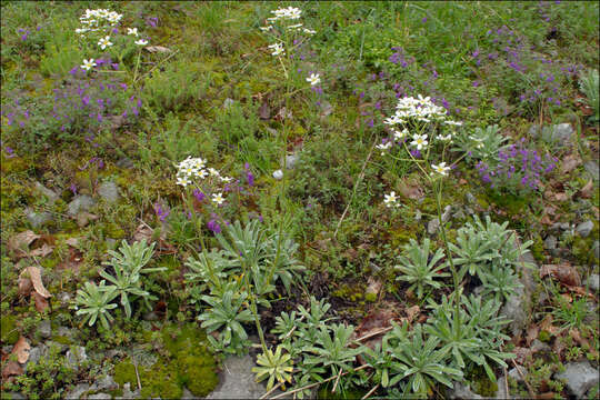 Imagem de Saxifraga hostii subsp. hostii