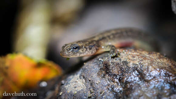 Image of Brook salamander