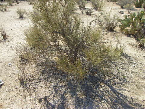 Image of American Ephedra