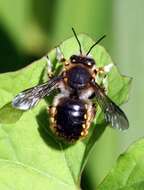 Imagem de Anthidium manicatum (Linnaeus 1758)