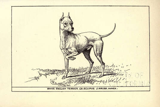 Plancia ëd Canis lupus familiaris Linnaeus 1758