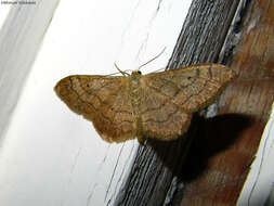 Image of riband wave