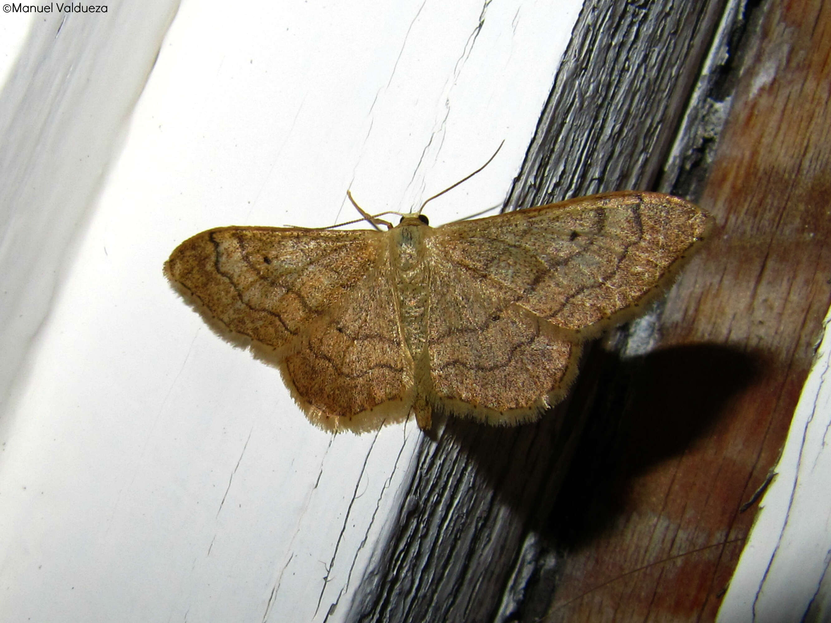 Image of Idaea