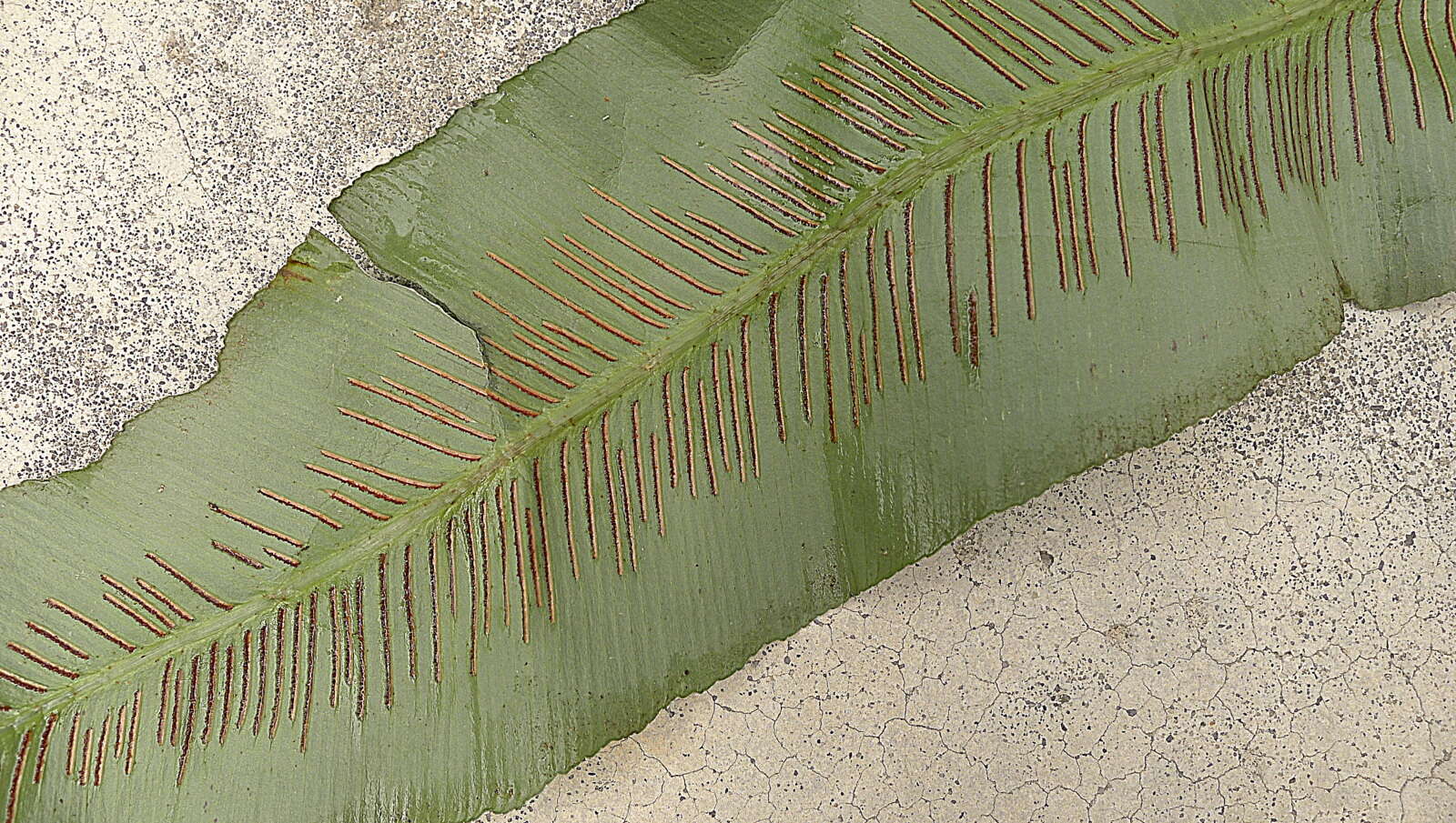 Image of wild birdnest fern