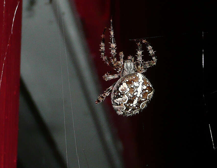 Image of Garden spider