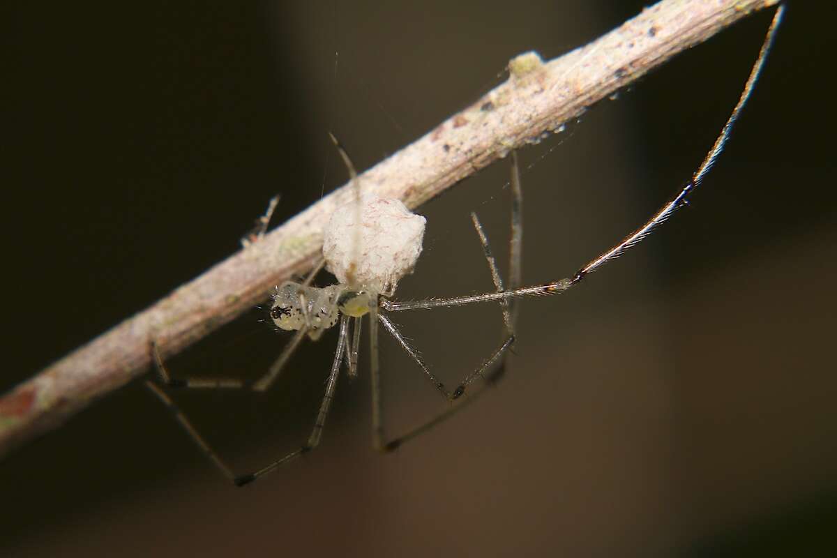 Image of Theridion