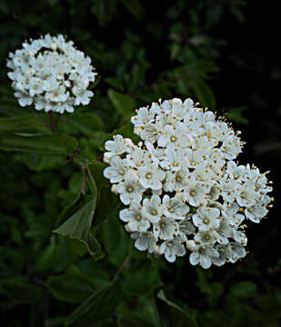 Image of common viburnum