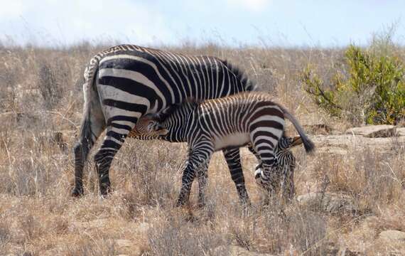 Image of Equus zebra