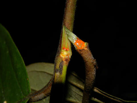 Слика од Vismia baccifera (L.) Triana & Planchon