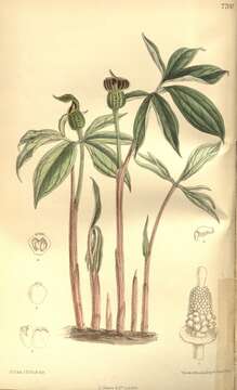 Image of Arisaema flavum (Forssk.) Schott